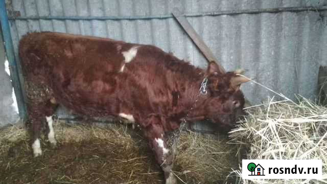 Бычки и быки на мясо Троицкая - изображение 1