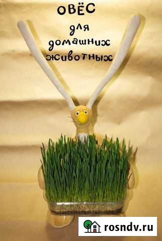 Трава (овёс) для домашних животных Новочеркасск - изображение 1