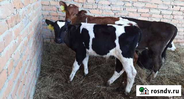 Телята бычки Беково - изображение 1