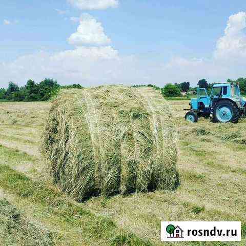 Сено люцерна очень качественное Короча