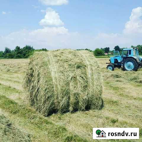 Сено люцерна очень качественное Короча - изображение 1