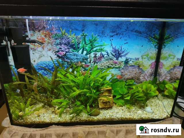 Аквариум Киров - изображение 1