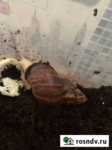 Улитка Элиста - изображение 1