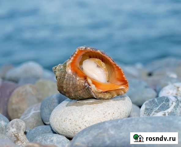 Ракушка рапана Супсех - изображение 1
