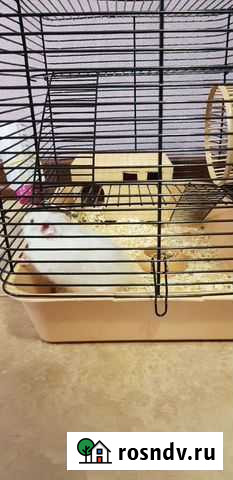 Хомяк с клеткой Наро-Фоминск - изображение 1