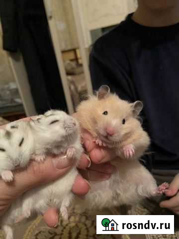 Сирийский хомяк Хасавюрт - изображение 1