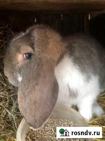 Кролик Иркутск - изображение 1