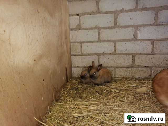 Карликовые вислоухие кролики Каменск-Уральский - изображение 1