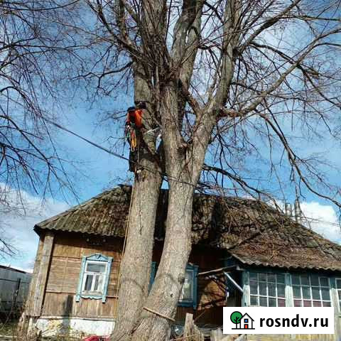 Спил деревьев Суворов - изображение 1