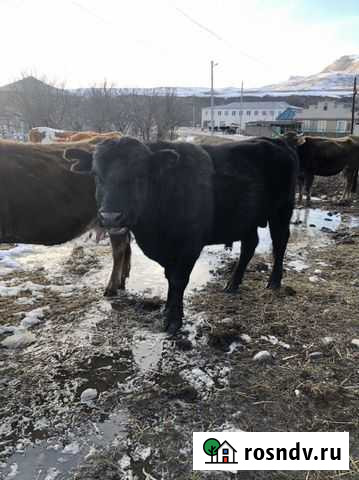 Бык абердин ангус Преградная - изображение 1