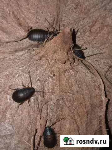 Мадагаскарский таракан Санкт-Петербург - изображение 1