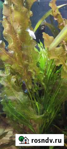 Аквариумные растения Новокузнецк - изображение 1