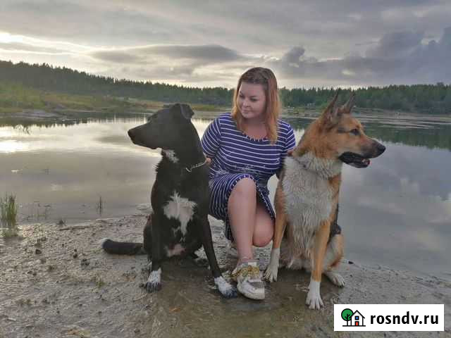 Погуляю с вашей собакой Петрозаводск - изображение 1