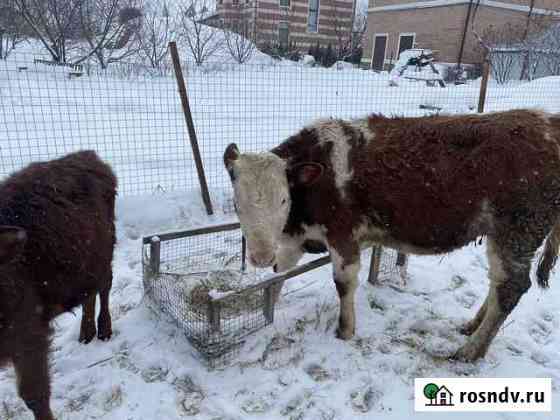 Телка Подольск