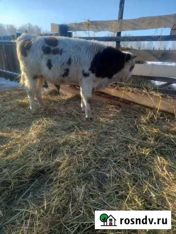 Быки Черемхово - изображение 1