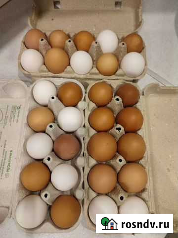 Домашние куриные яйца Видное - изображение 1