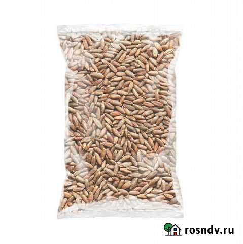 Солод ржаной ферментированный в зернах, 1 кг Калининград - изображение 1