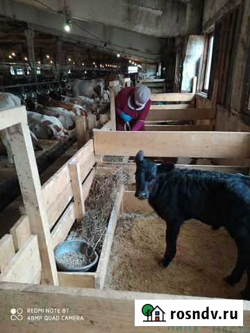 Бычки Грайворон - изображение 1