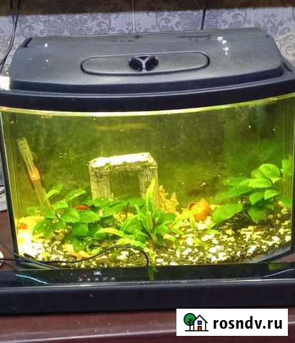 Аквариум и рыбки Калининград - изображение 1