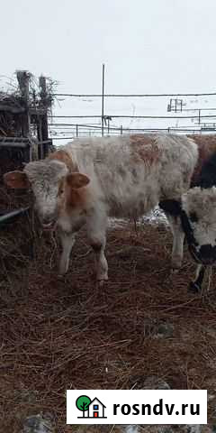 Бычки, быки, тёлочки, коровы Дюртюли - изображение 1