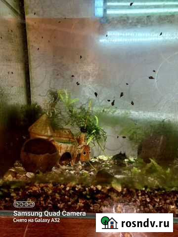 Аквариум Киреевск - изображение 1