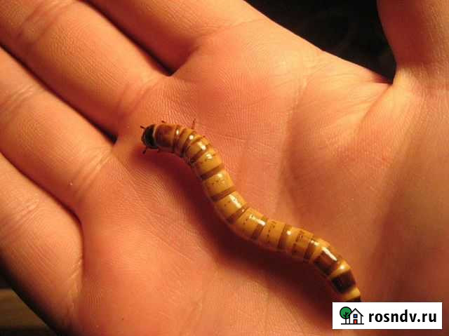 Зоофобусы (зофобасы) Улан-Удэ - изображение 1