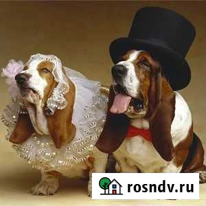 Инструктор по вязке, анализ на готовность суки Омск - изображение 1