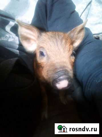 Боров на племя Уйское - изображение 1