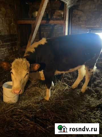 Телка на мясо Кольчугино - изображение 1