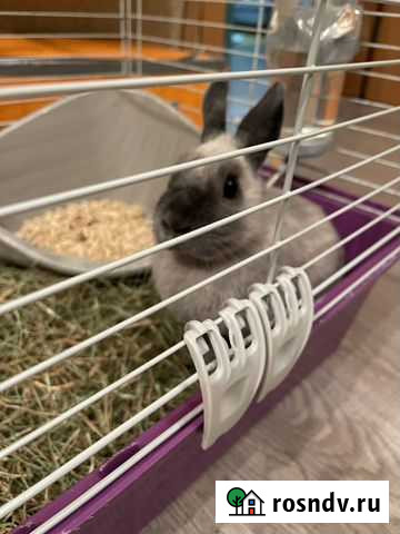Карликовый кролик с клеткой Москва - изображение 1