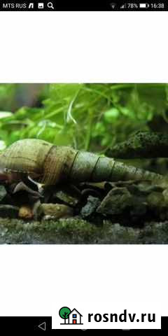 Милания улитка, растения не ест Новосибирск - изображение 1