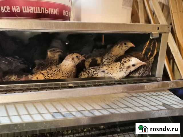 Отдам бесплатно лапки и головы перепелов Красногорск - изображение 1