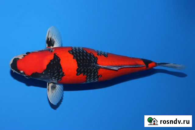 Карп Кои. Гошики Усть-Лабинск - изображение 1