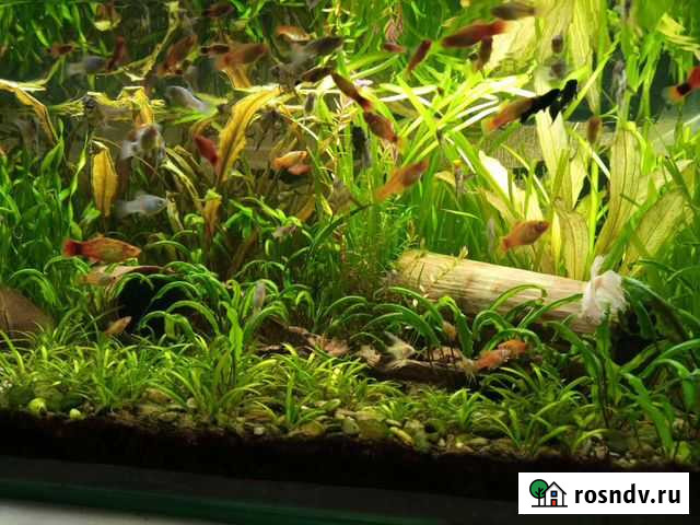 Аквариумные рыбки Камышин - изображение 1