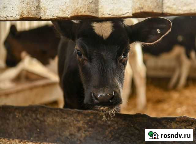 Бычки и телята, крс Котельниково - изображение 1