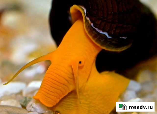 Тиломелании - Кролики Пушкино - изображение 1