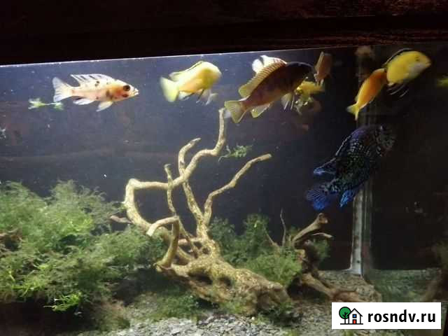 Чистка аквариума Комсомольск-на-Амуре - изображение 1