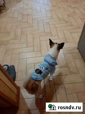 Одежда для собак Ростов-на-Дону - изображение 1