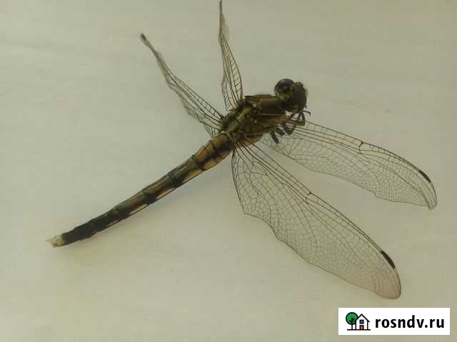 Стрекоза сушеная в энтомологическую коллекцию Тахтамукай - изображение 1