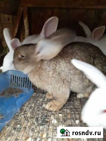 Кролики Псков - изображение 1