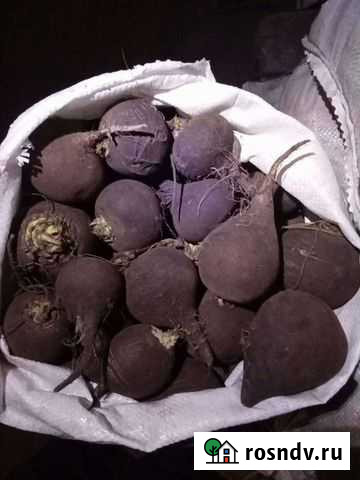 Редька чирмая Новоомский - изображение 1