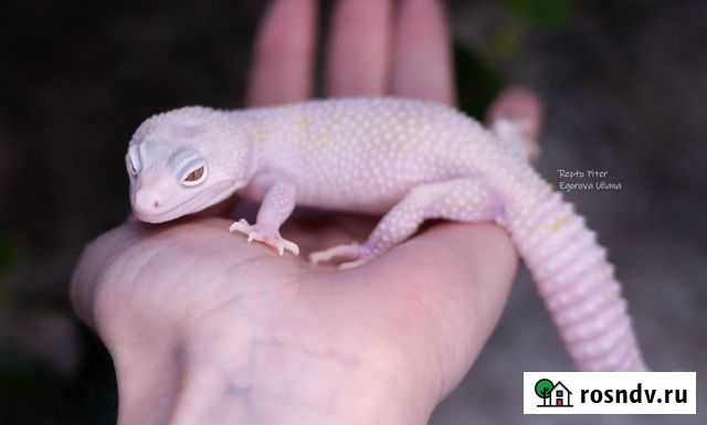 Эублефар самка Санкт-Петербург - изображение 1