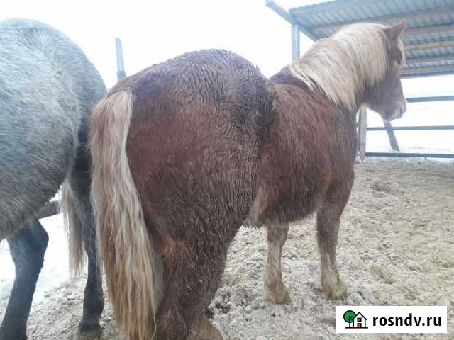 Лошади разных пород и возрастов Чистополь - изображение 1