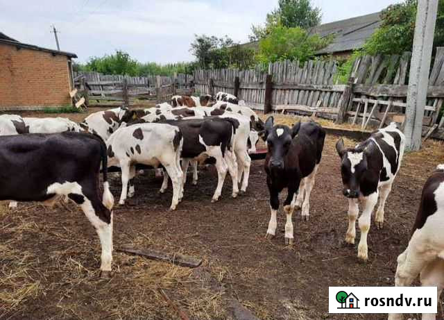Продаем бычки и телочки до 3-х месяцев Кировская - изображение 1