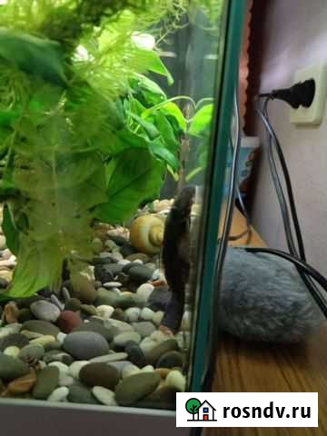 Аквариум Екатеринбург - изображение 1