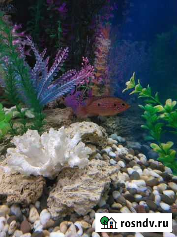 Хромис-красавец Санкт-Петербург - изображение 1