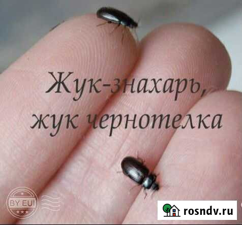 Жук Знахарь Краснодар - изображение 1
