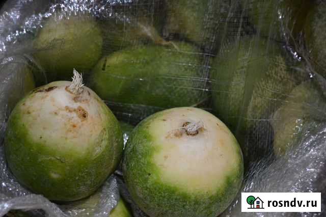 Маргеланская редька Санкт-Петербург - изображение 1