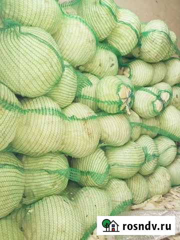 Капуста крупная белокочанная опт и розница Уфа - изображение 1