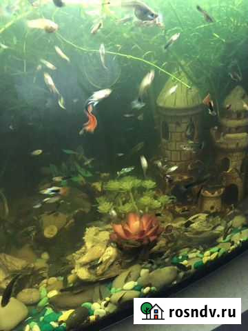 Рыбки гуппи Новозыбков - изображение 1